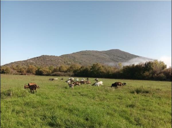 foto/OPG Filipović1