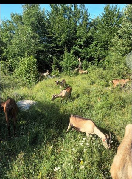 foto/OPG Filipović2